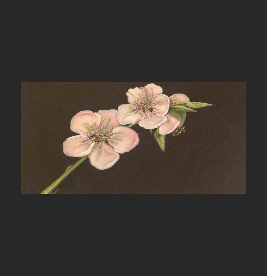 Cherry Blossom